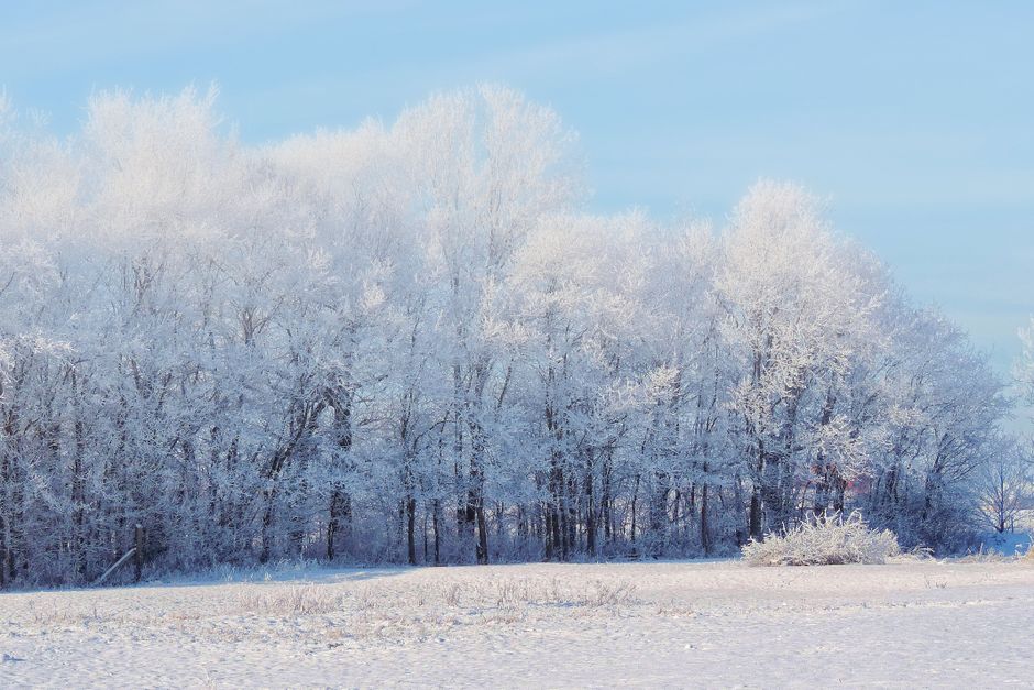 Scenic winter view of snow-covered trees under a clear blue sky.
