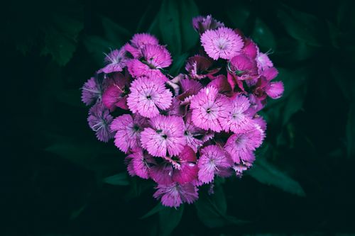 Free A close-up of vibrant pink Sweet William flowers in full bloom outdoors. Stock Photo