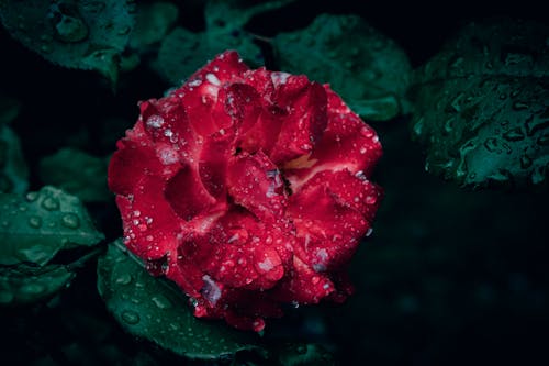 Ảnh lưu trữ miễn phí về @ngoài trời, Bông hồng đỏ, cánh hoa