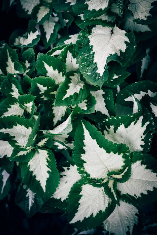 Darmowe zdjęcie z galerii z @na wolnym powietrzu, biały, ciemnozielone liście