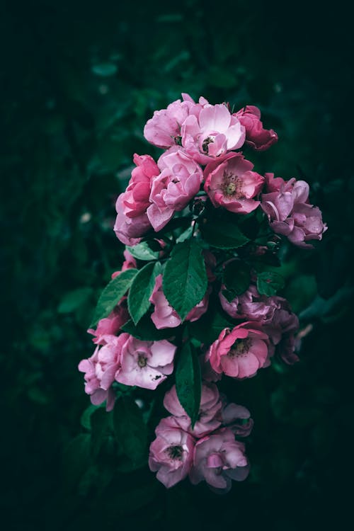 信用卡, 優雅, 園林花卉 的 免費圖庫相片