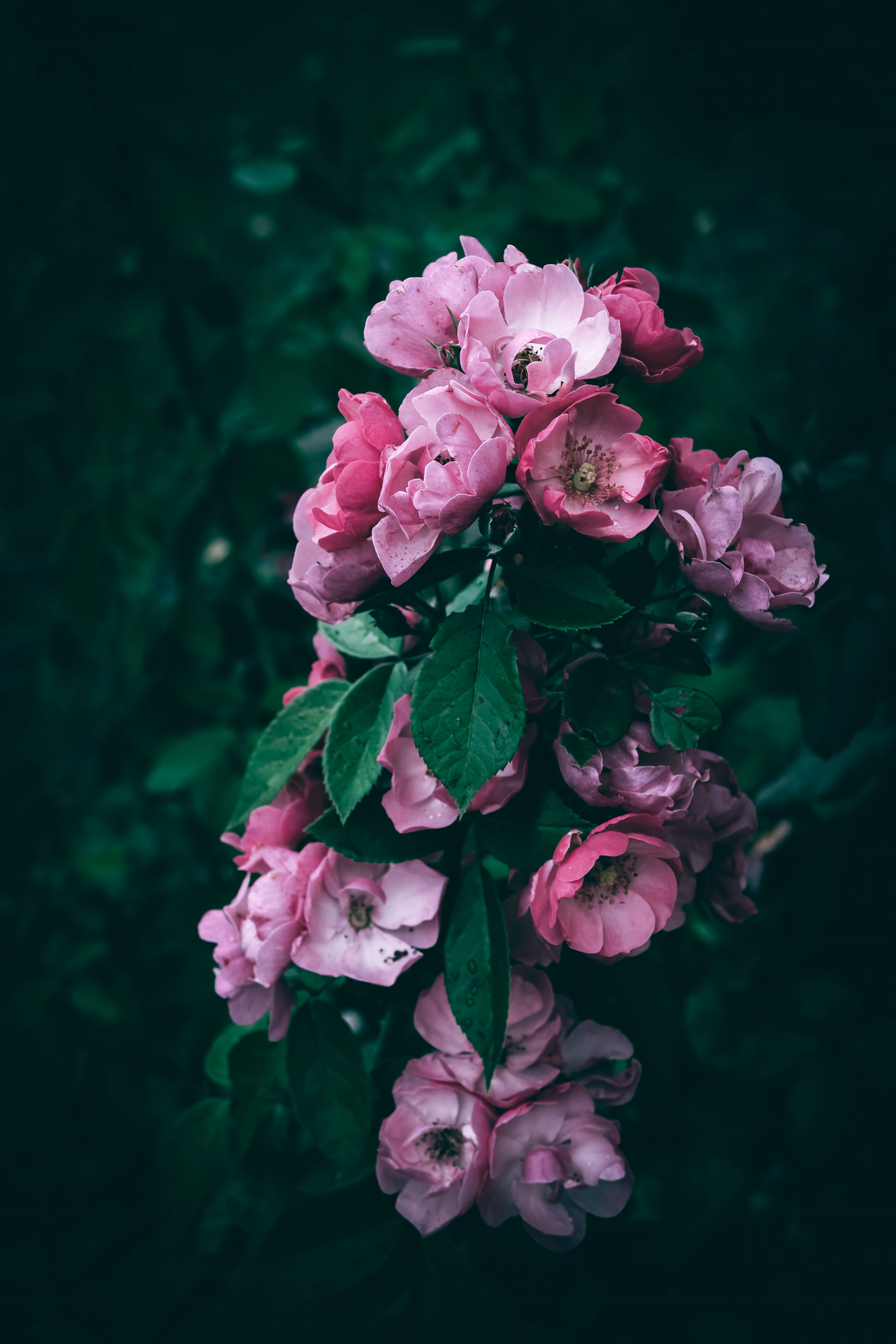 A close up of pink garden roses with rain drops · Free Stock Photo