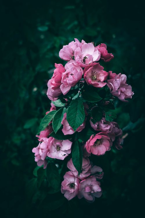 Free Cluster of vibrant pink garden roses with raindrops against a dark green background, capturing fresh elegance. Stock Photo