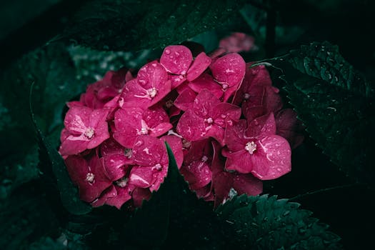 Close-up of vivid pink hydrangea flowers adorned with fresh dew droplets, captured in a garden setting.