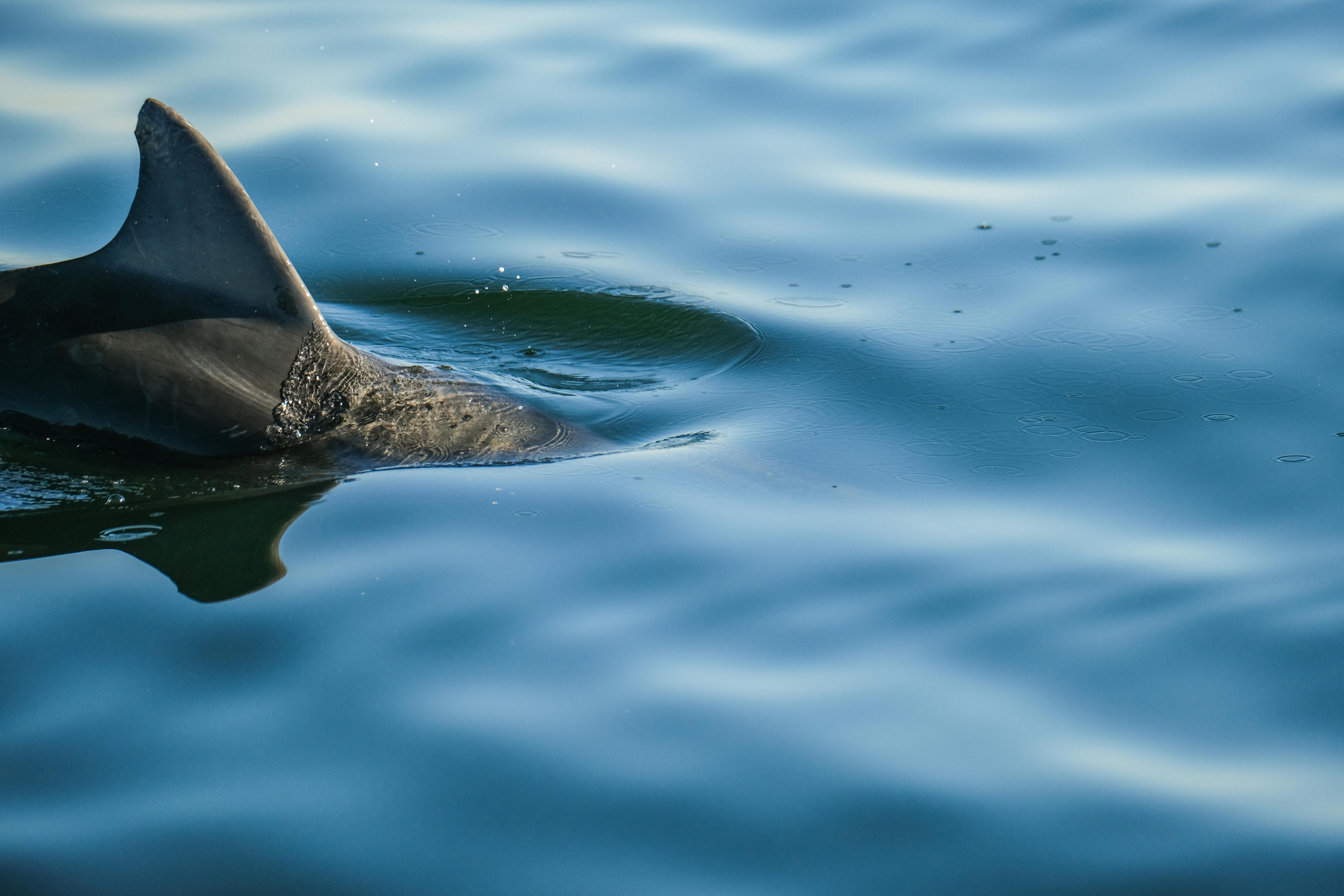 A detailed capture of a dolphin's fin breaking the ocean water's surface.