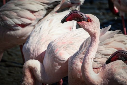 flamingo photo