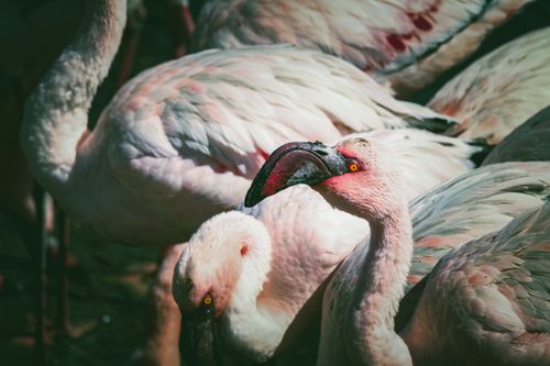 Free A vivid depiction of a flamingo flock displaying their elegant plumage in the wild. Stock Photo