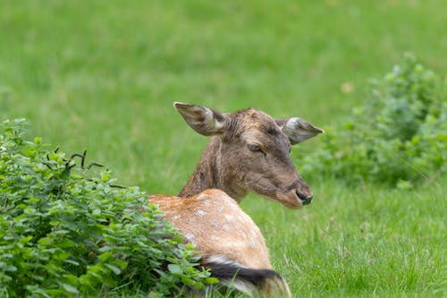 Foto profissional grátis de animais selvagens, animal, animal jovem