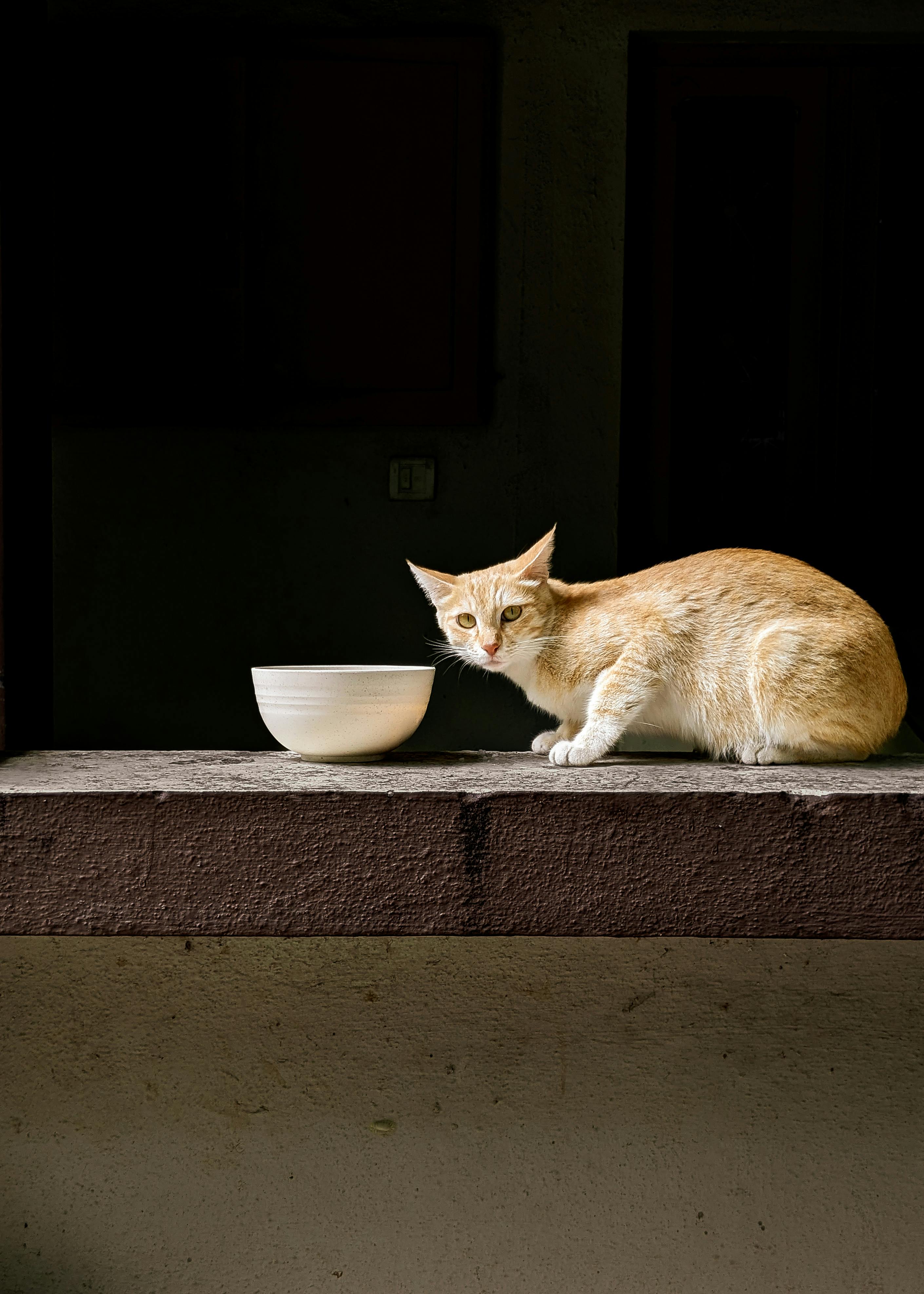 A ginger cat sits beside a white bowl on a ledge in an urban setting. Captivating and curious.