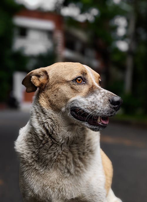 Gratis stockfoto met babyhondje, beest, betrouwbaarheid