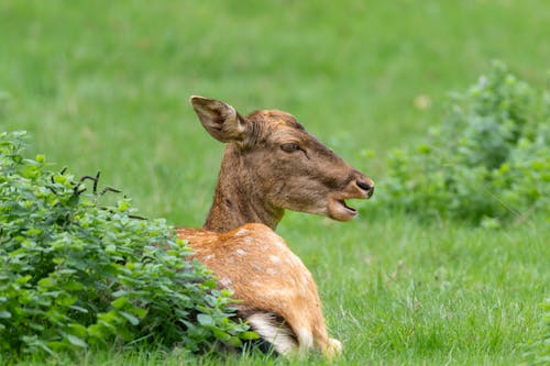 Imagine de stoc gratuită din adorabil, afară, animal