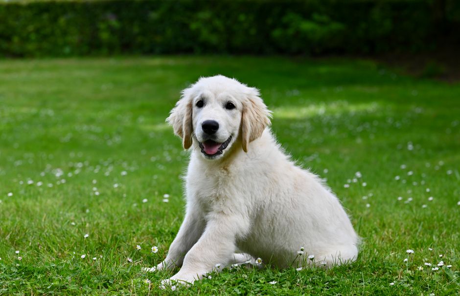 Happy young golden retriever puppy practicing sit cue indoors on carpet Happy young golden retriever puppy practicing sit cue indoors on carpet