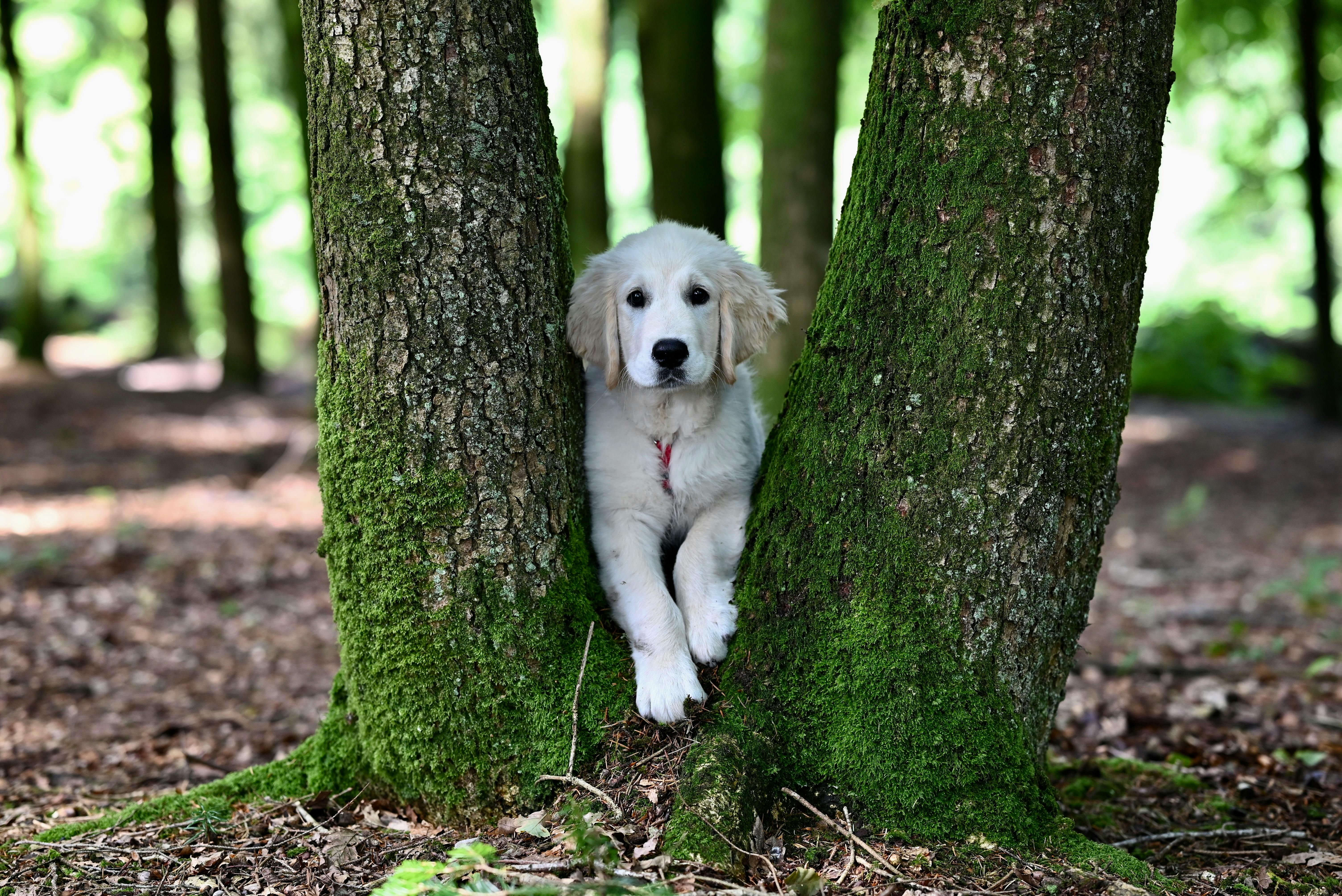 Animal Care Services Offers Pet Safety Tips for Easter — Photo by JacLou- DL on Pexels