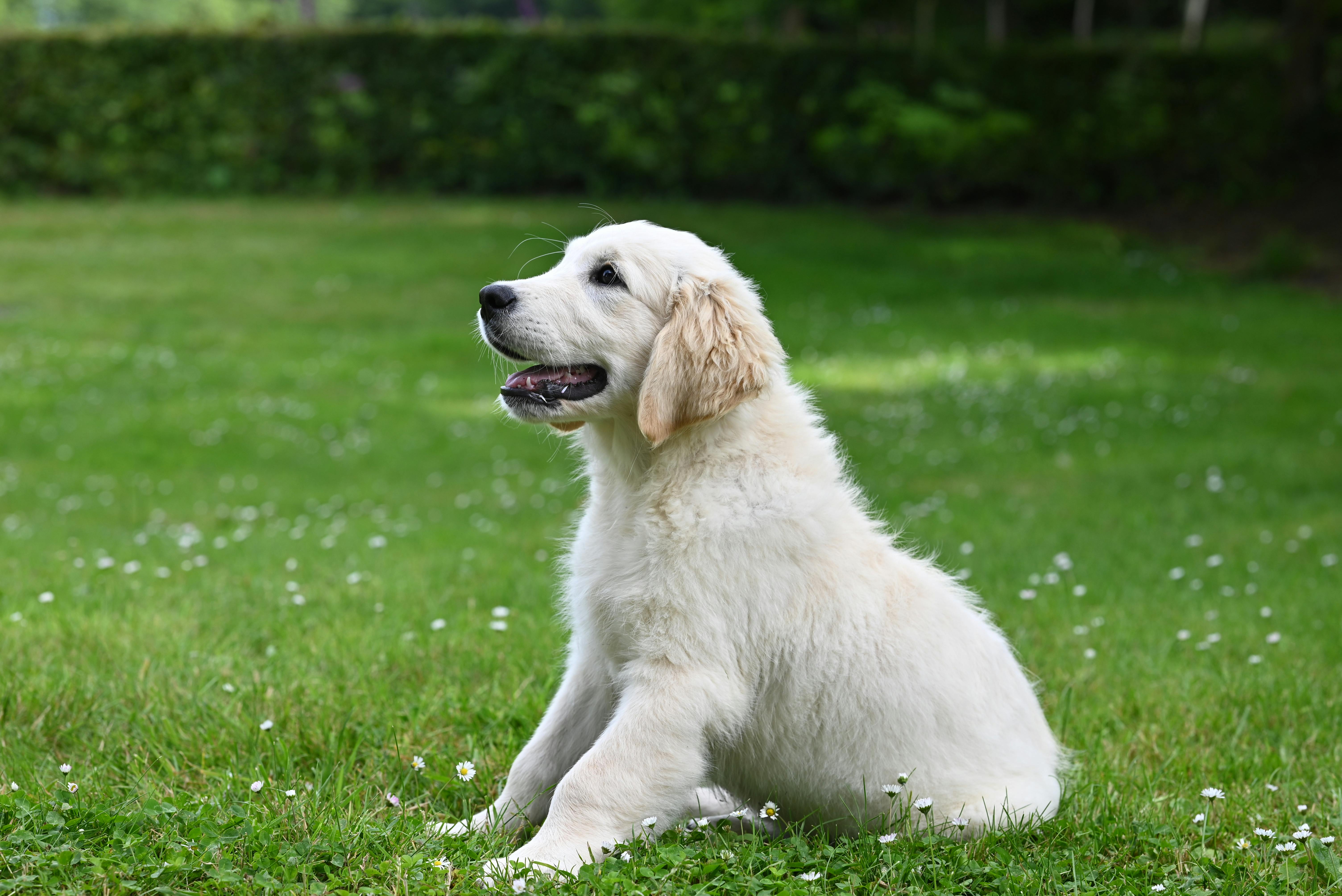 Labrador Retriever Puppy Sitting in Garden