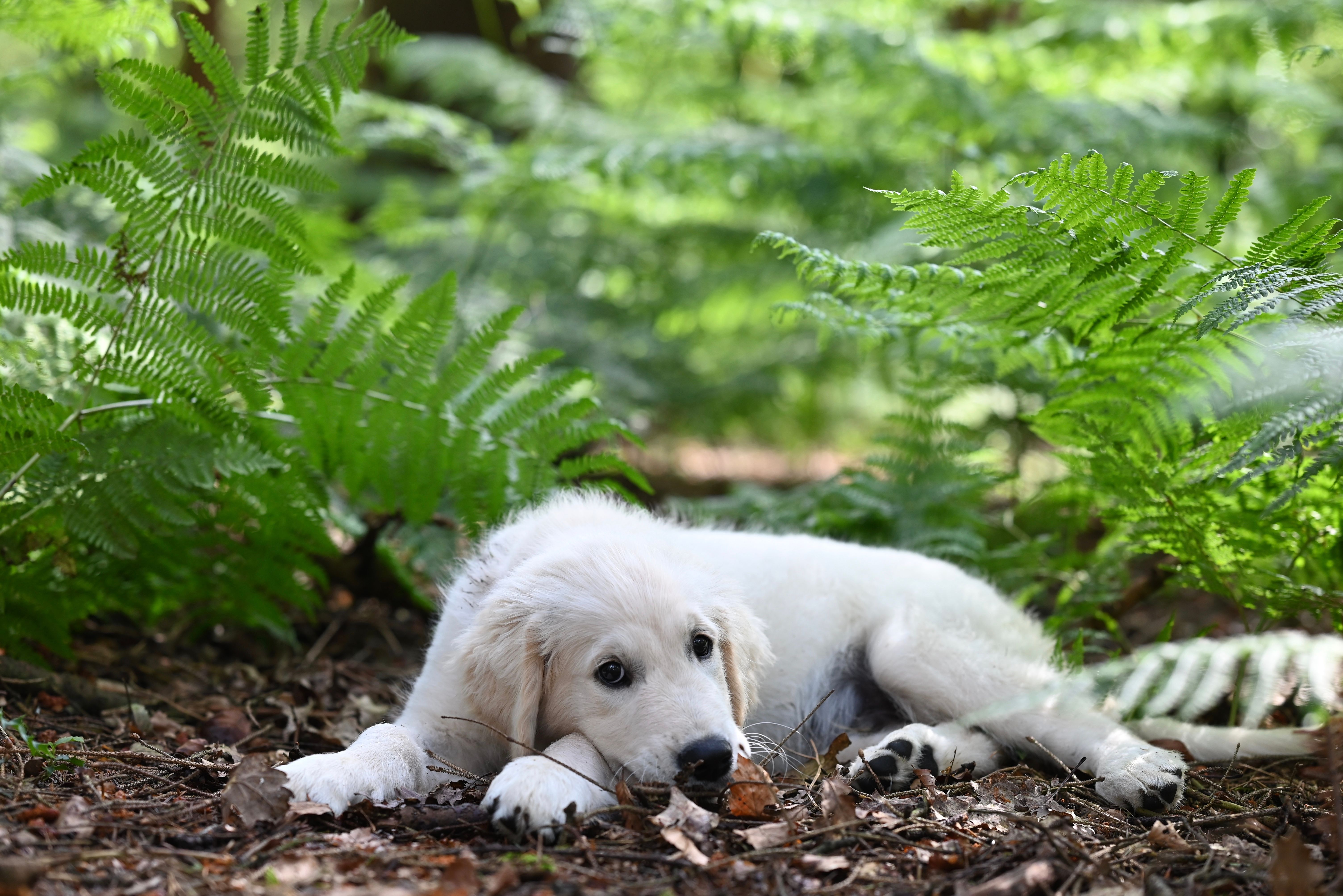 A fluffy Golden Retriever puppy lies amidst green ferns in a serene forest setting.