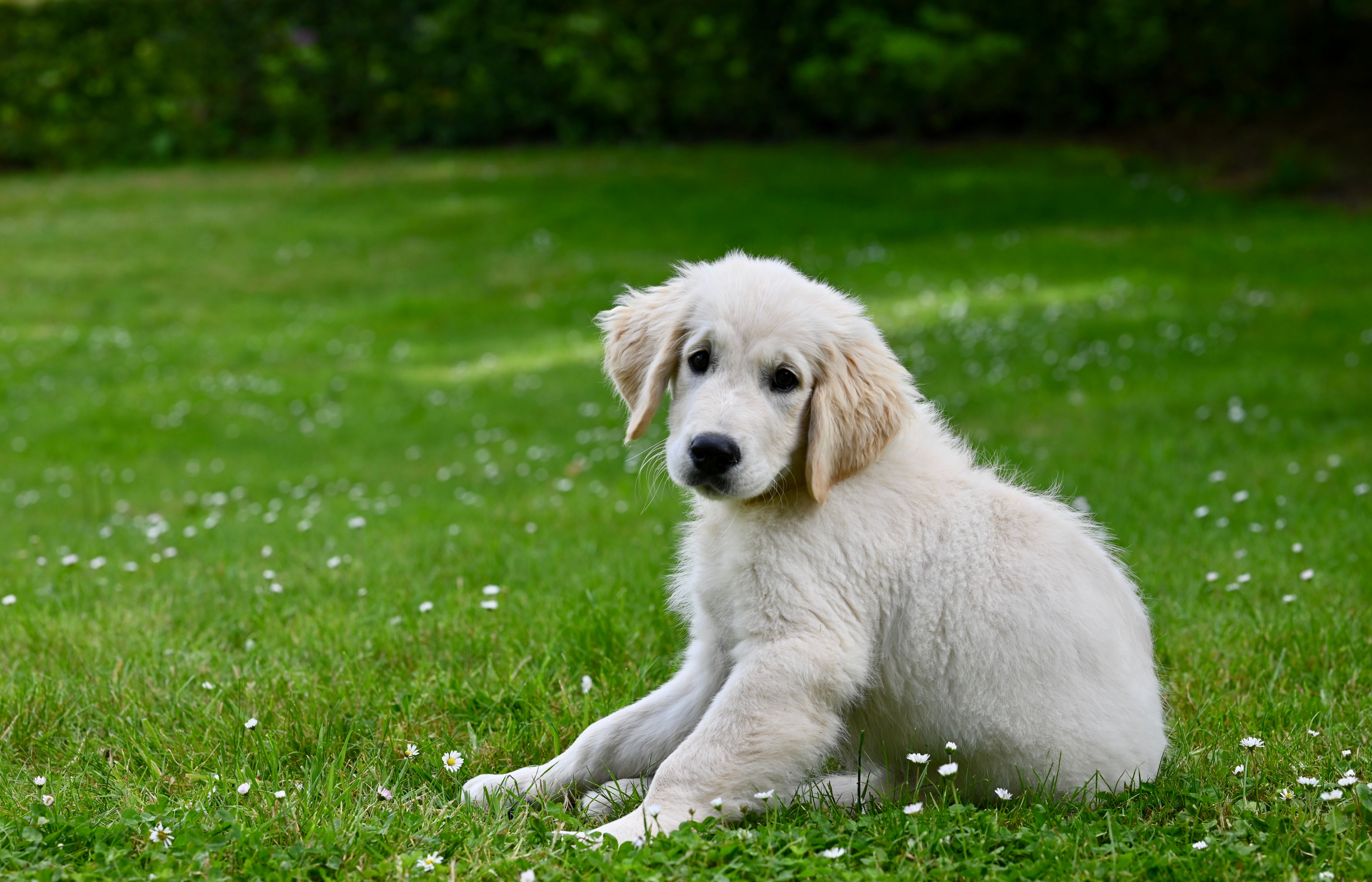 Labrador Retriever Puppy in Garden · Free Stock Photo