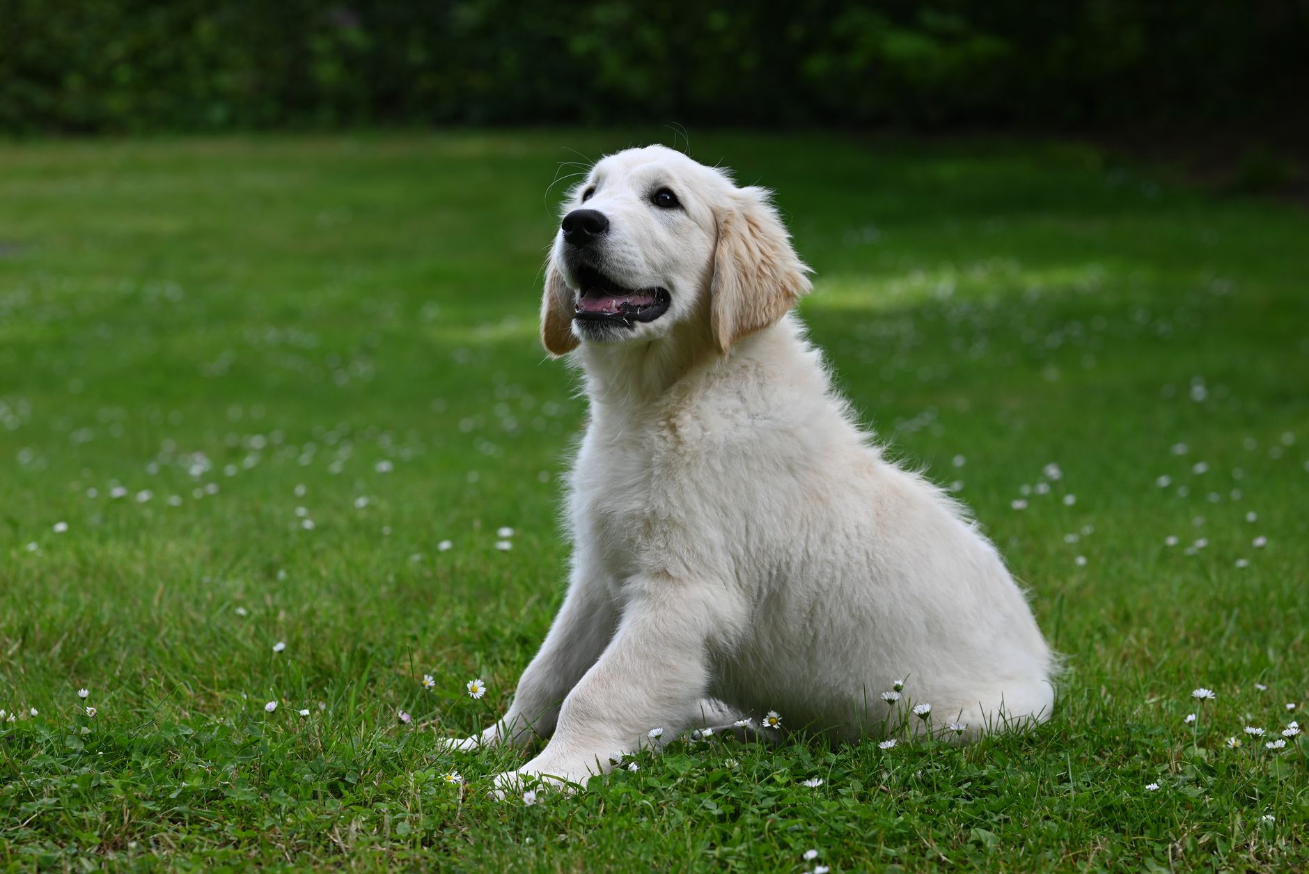 Cute Labrador Retriever puppy sitting on fresh green grass in a garden.