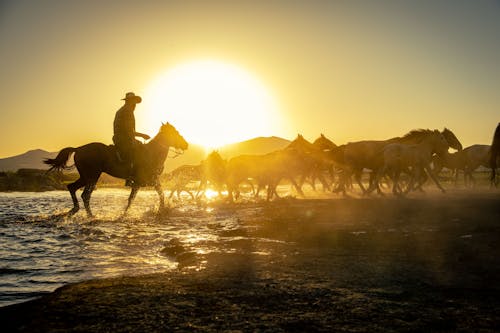 Δωρεάν στοκ φωτογραφιών με cowman, άλογο, απόγευμα