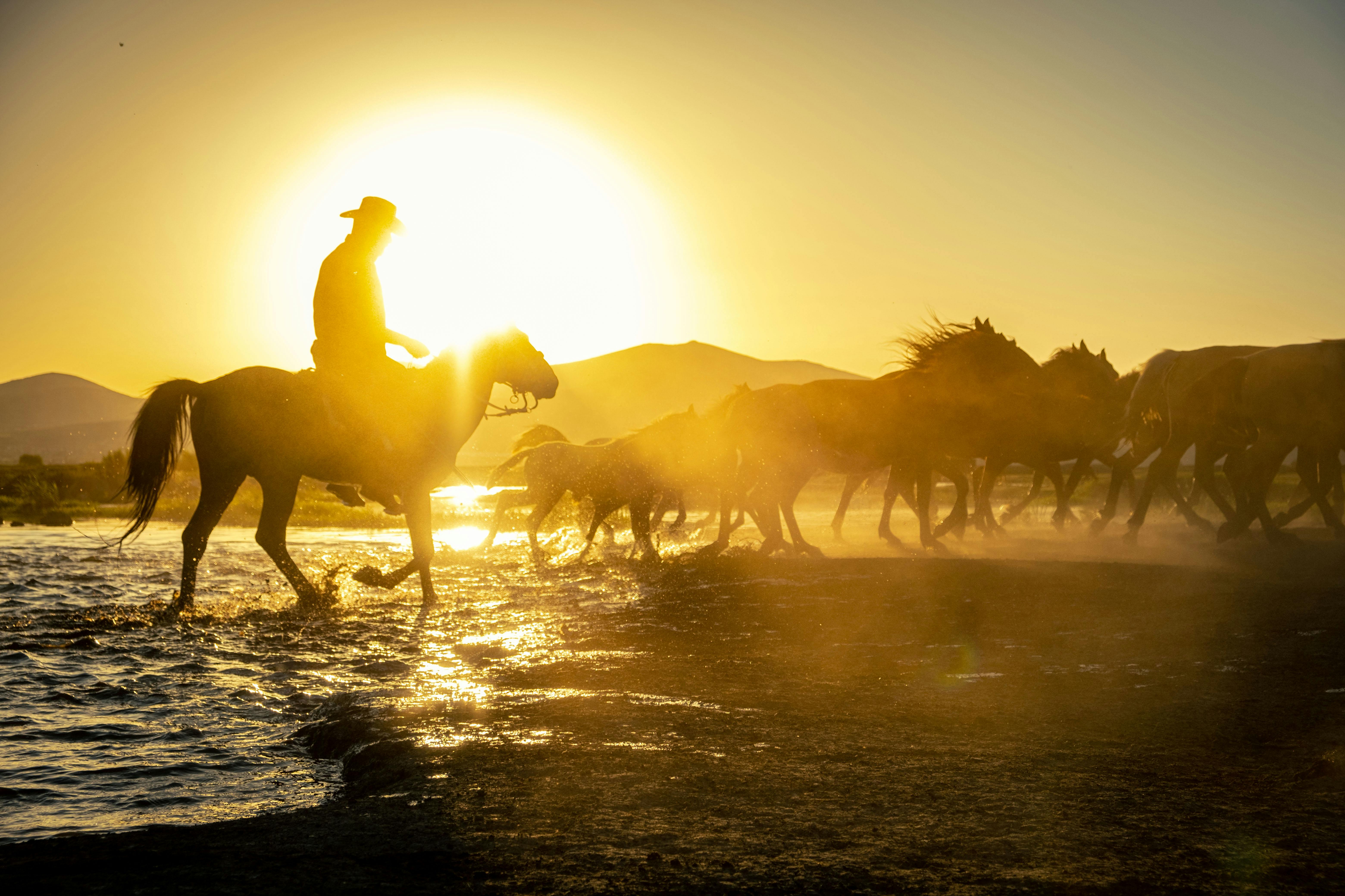 cowboy and horses at sunset