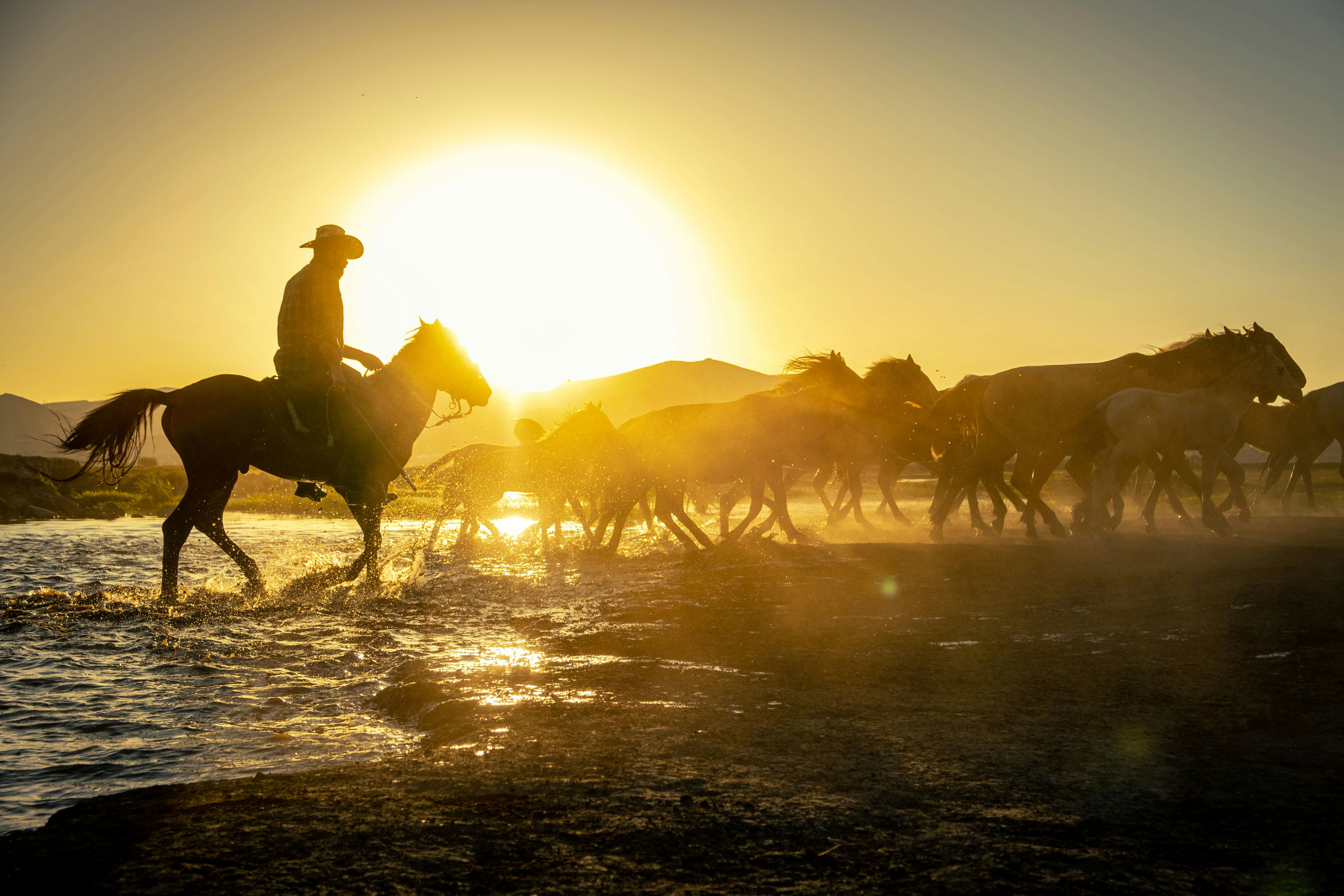 Herd of horses and cowboy at sunset