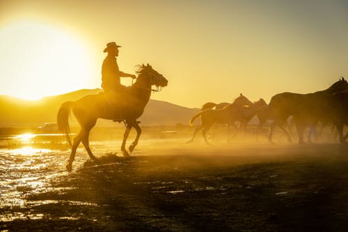 Δωρεάν στοκ φωτογραφιών με άλογο, απόγευμα, αυγή
