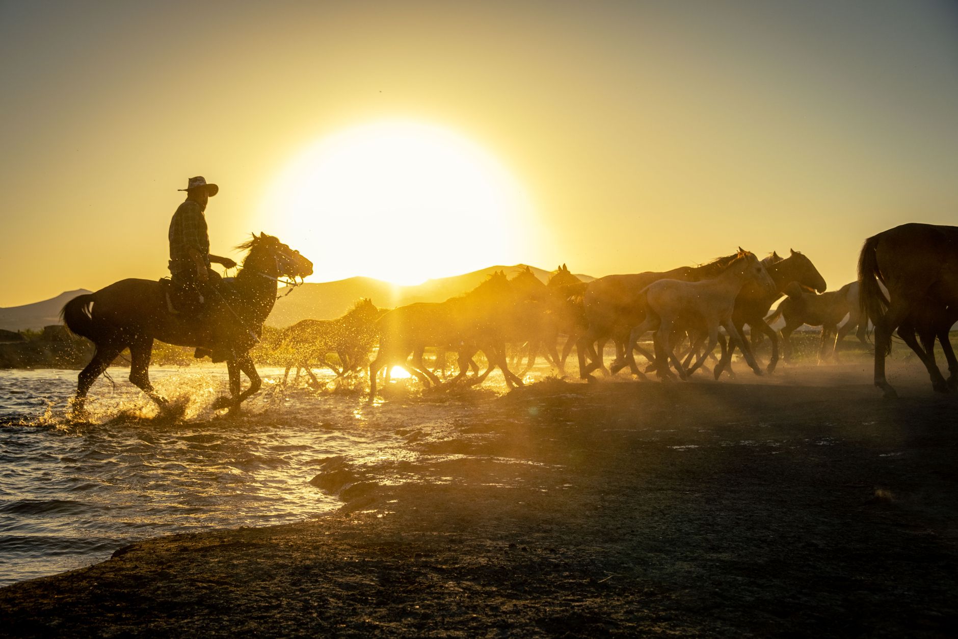 A cowboy riding a horse leads a herd across a rural landscape as the sun sets.