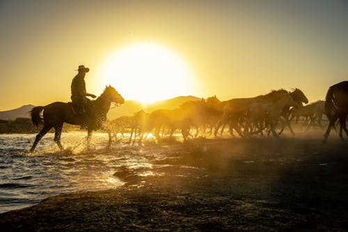 Δωρεάν στοκ φωτογραφιών με cowman, άλογο, Άνθρωποι