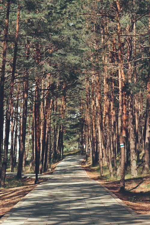 Photos gratuites de 2024, amoureux de la nature, arbre