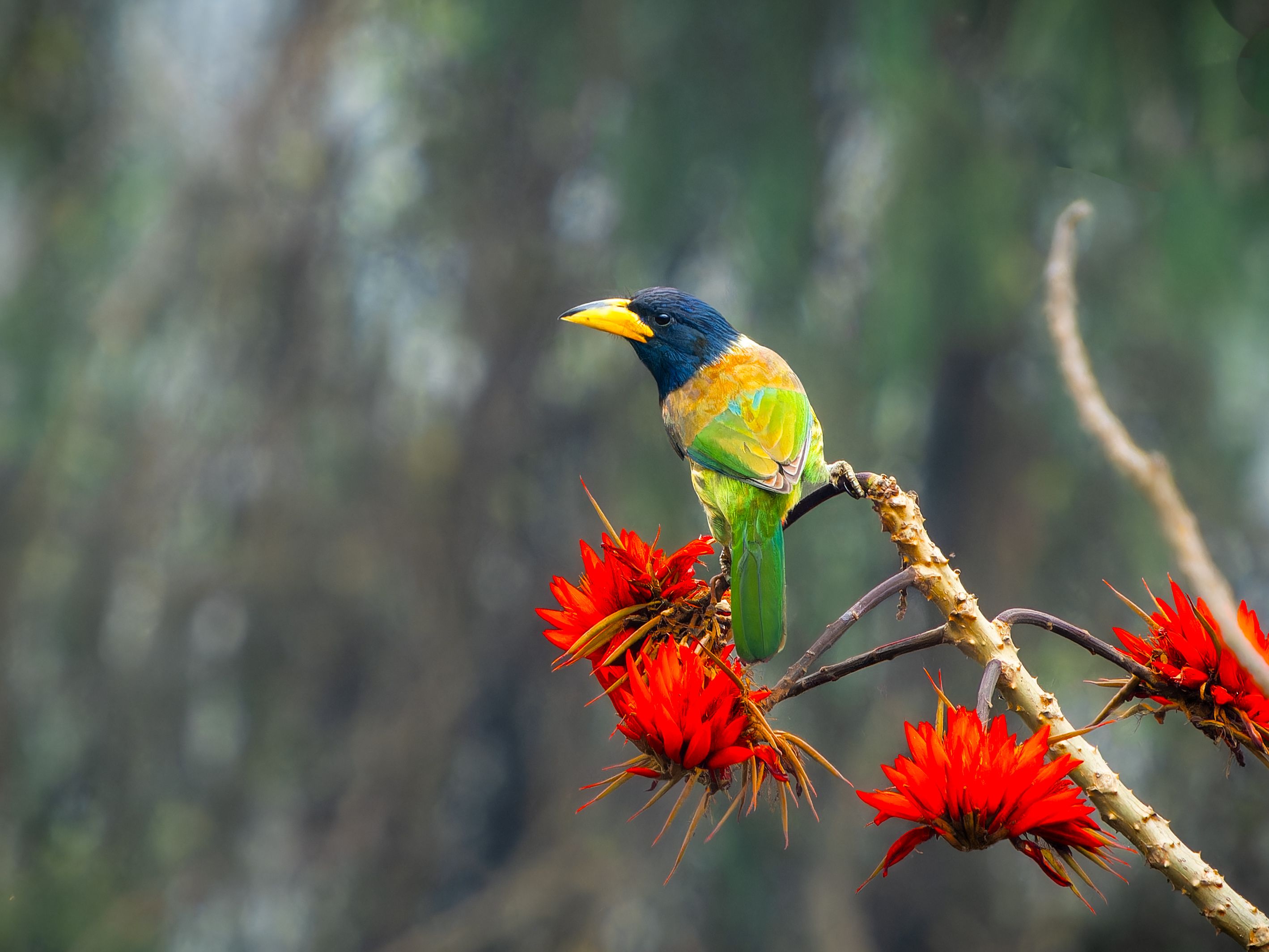 Vibrant Great Barbet perched on a red silk cotton tree in Darjeeling, India.