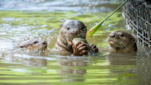 Otters with Food in Water