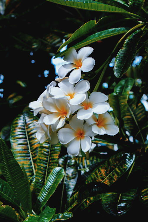 Free Bright white plumeria flowers in full bloom against lush foliage in Miami Beach, Florida's tropical environment. Stock Photo
