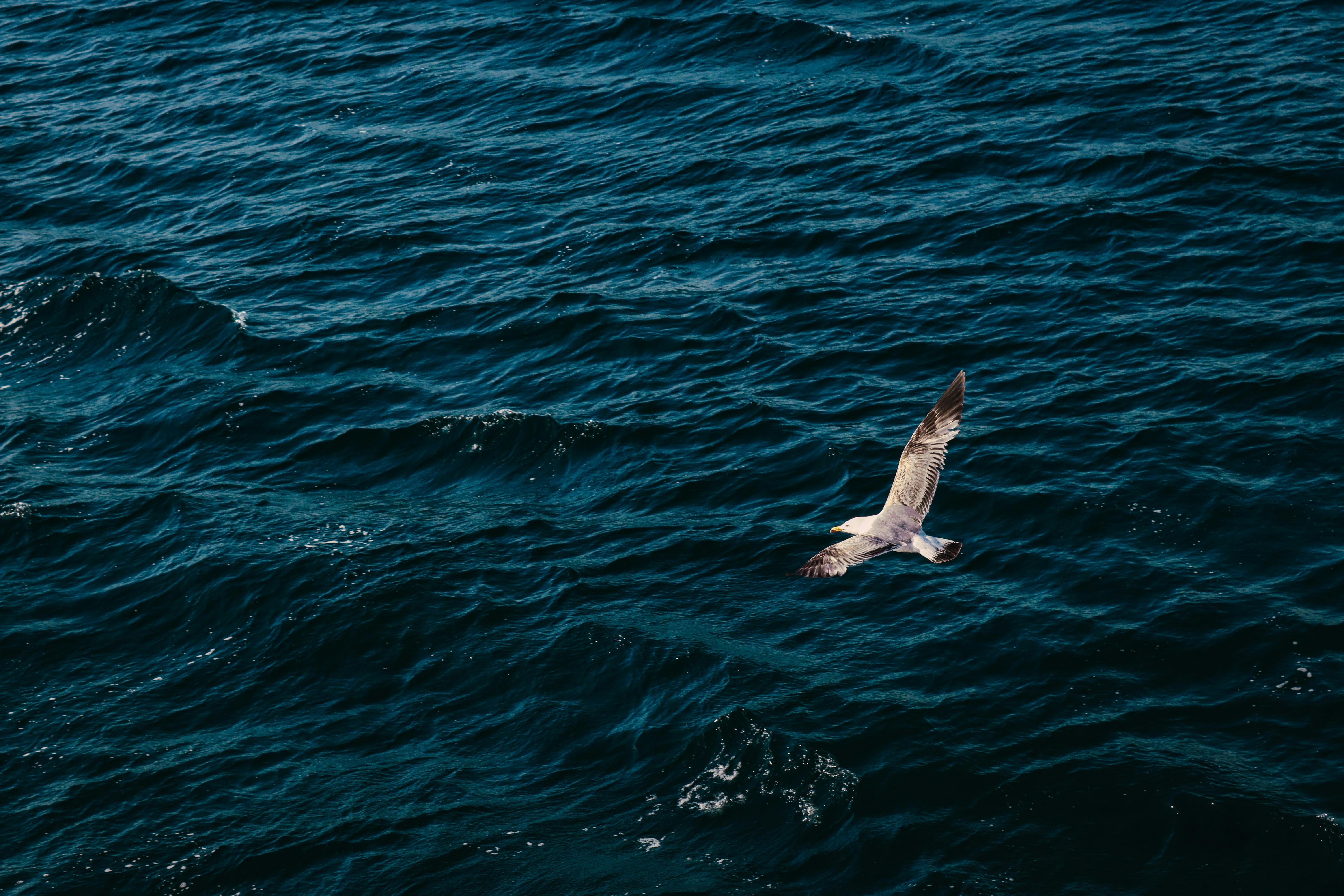 Aerial view of a seagull flying over the deep blue waves of the Aegean Sea near Çanakkale, Türkiye.