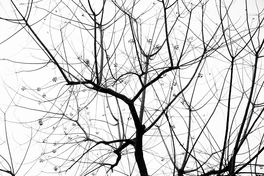 Free stock photo of art, black and white, branch