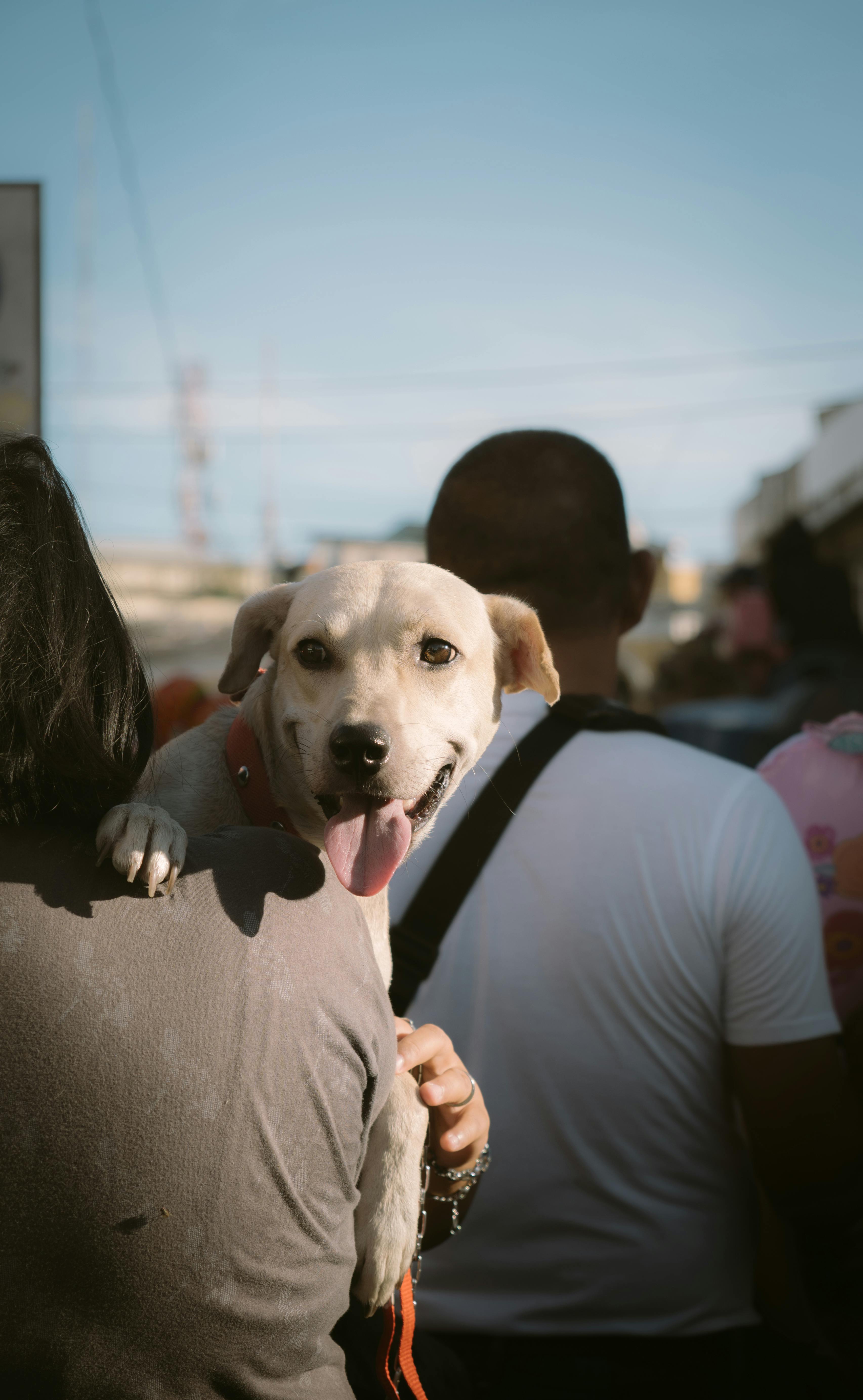 Cute moments of dog a his hooman