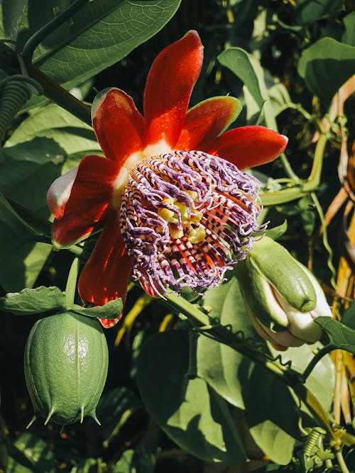 Foto profissional grátis de flor bonita, flor desabrochando, flores