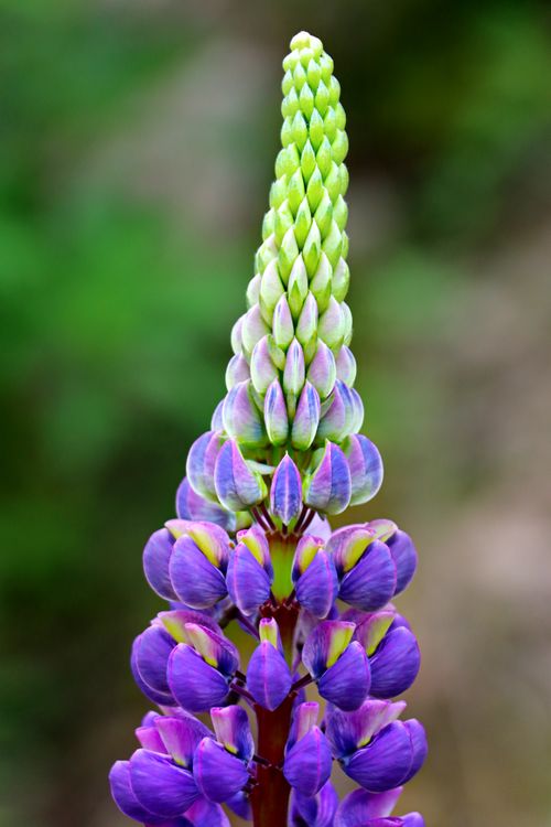 Free Vibrant lupine flower with a gradient of purple blossoms in full bloom. Stock Photo