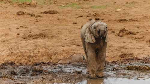 Free A baby African elephant stands near a muddy puddle in the wild, showcasing natural behavior. Stock Photo