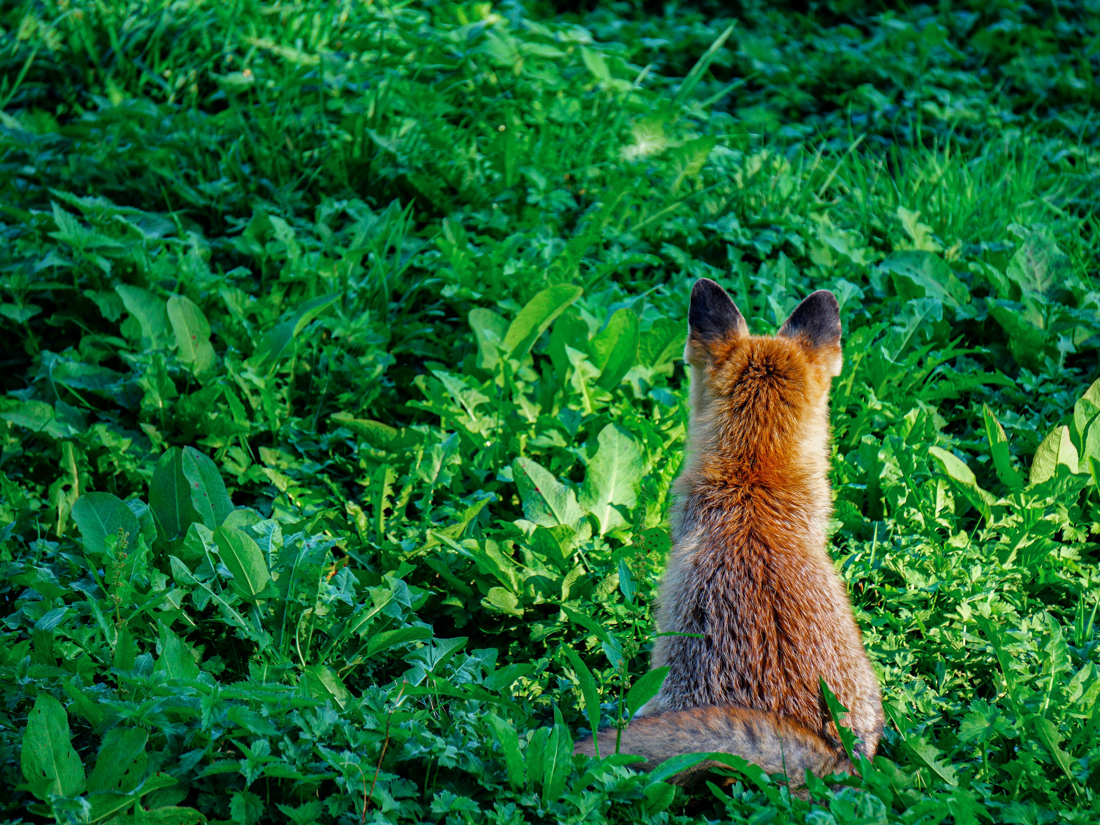 A red fox sitting amidst lush greenery in the forests of Feldkirch, Austria.