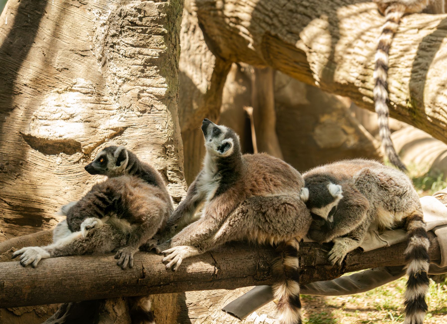 Madagascar, Madagascar