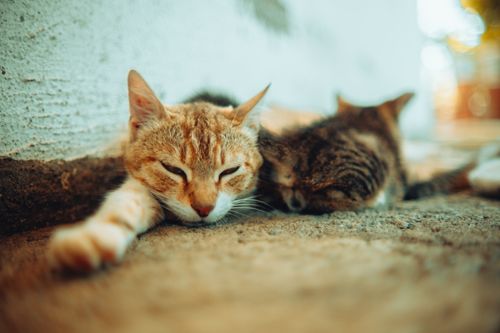 Free Two adorable cats sleeping comfortably on the ground, creating a cozy and serene atmosphere. Stock Photo