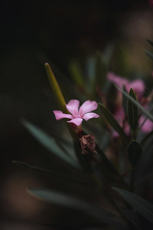 Kostnadsfri bild av blad, blomma, delikat