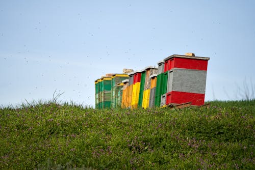 Kostnadsfri bild av äng, årstid, bigård