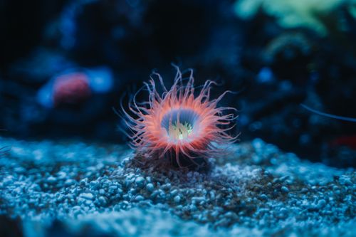 Free A colorful sea anemone captured underwater in a vibrant ocean scene. Stock Photo