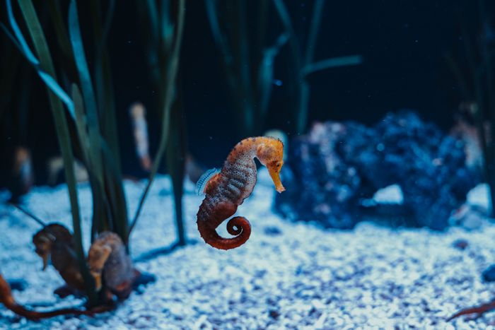 Ocean Photographer of the Year 2026: Julien Anton'un Deniz Atı Portresi Büyük Ödülü Kazandı