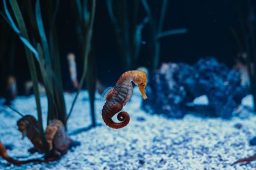 Free A slender seahorse gracefully swims in a vivid marine aquarium, surrounded by sea life. Stock Photo