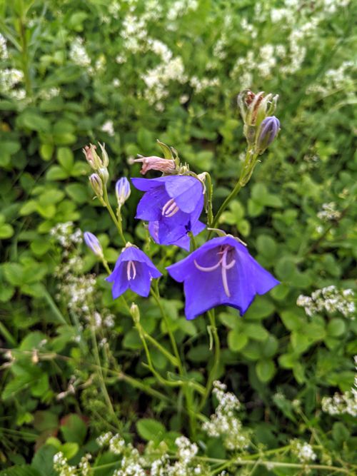 Free Bright purple Campanula flowers blooming in a lush green summer meadow. Stock Photo