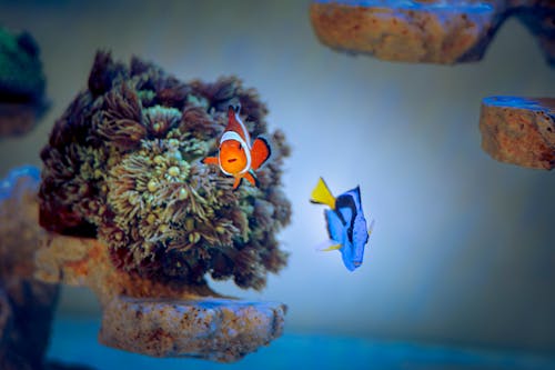 Nemo and dory in real life.