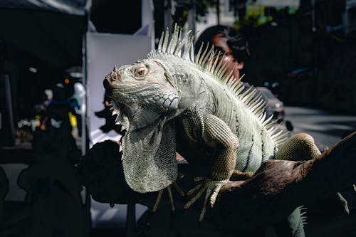 IGUANA 