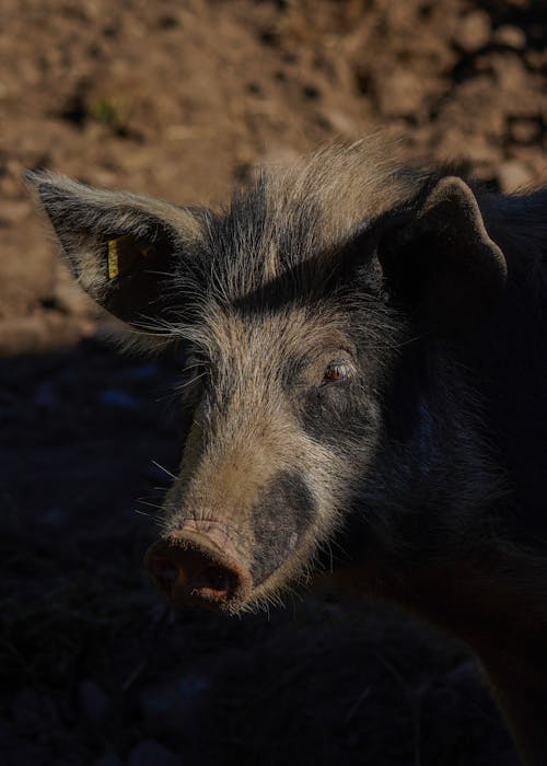 Foto d'estoc gratuïta de a l'aire lliure, animal, bufó