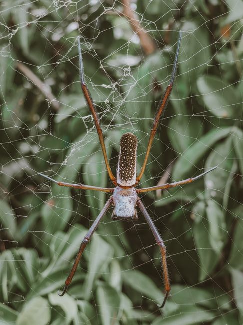 Close-up of a golden silk orb-weaver spider on its web amidst green leaves.